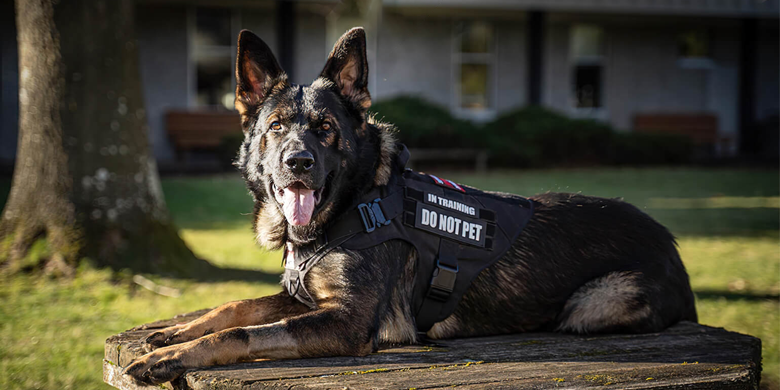 Get the Best Tactical Dog Harness Vest for Your Pooch